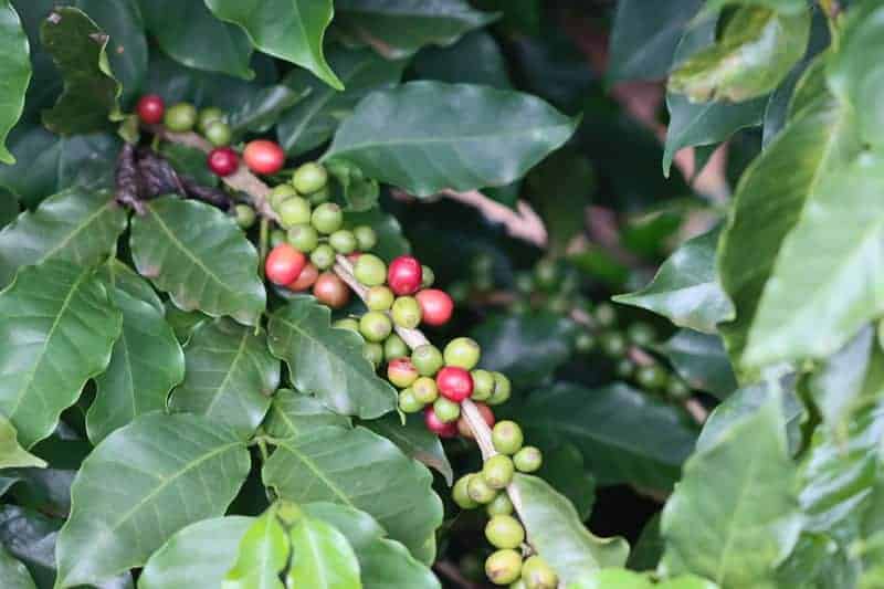 kaffeepflanze